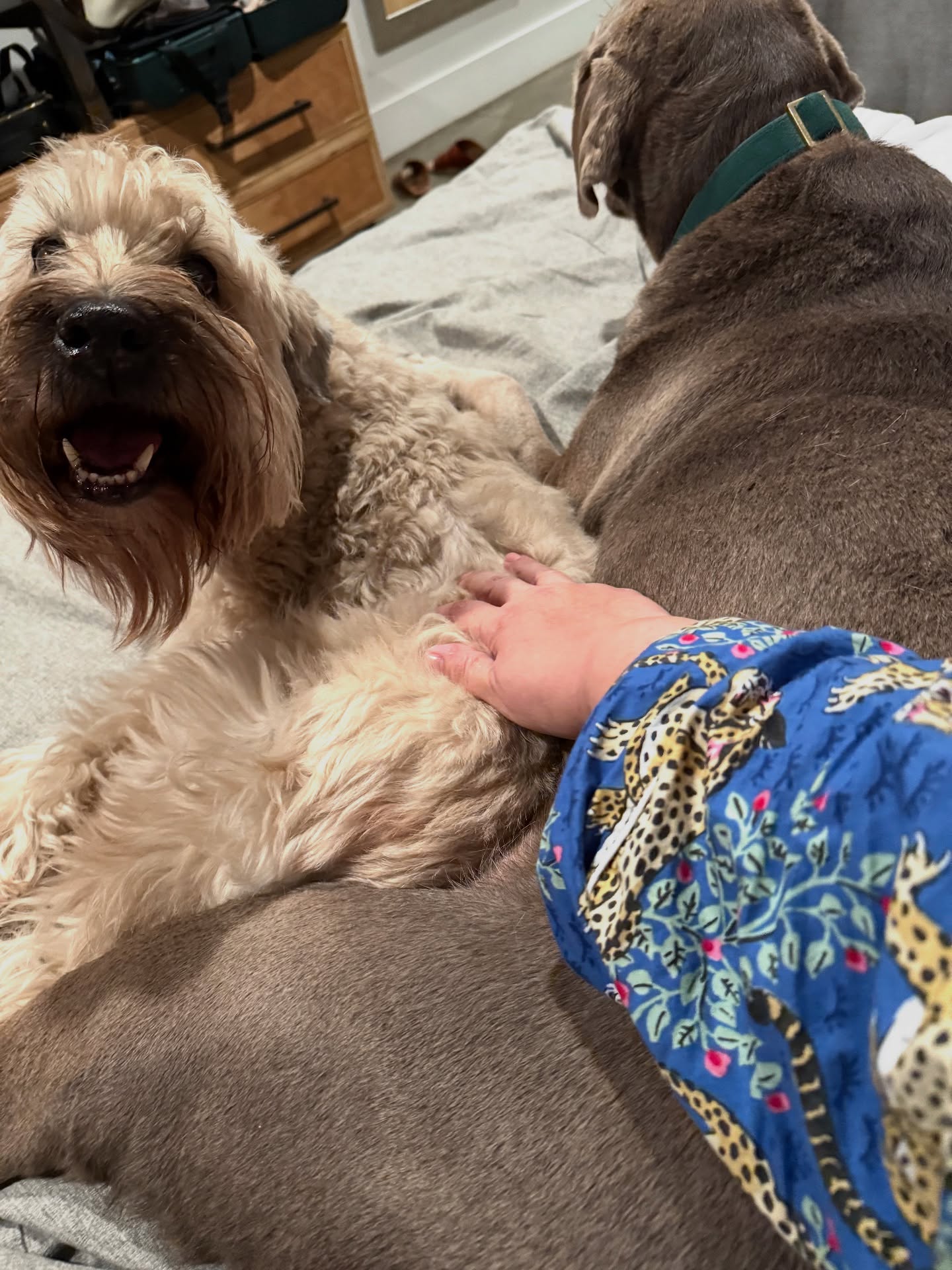 Weekend Getaway to Columbus, an early 12th Anniversary celebration, included the pups. Piper (Silver Lab) is a big fan of belly rubs, which I was in the process of until Quinn (Wheaten Terrier) got super jealous and came and blocked Pip’s full belly…RUDE.
