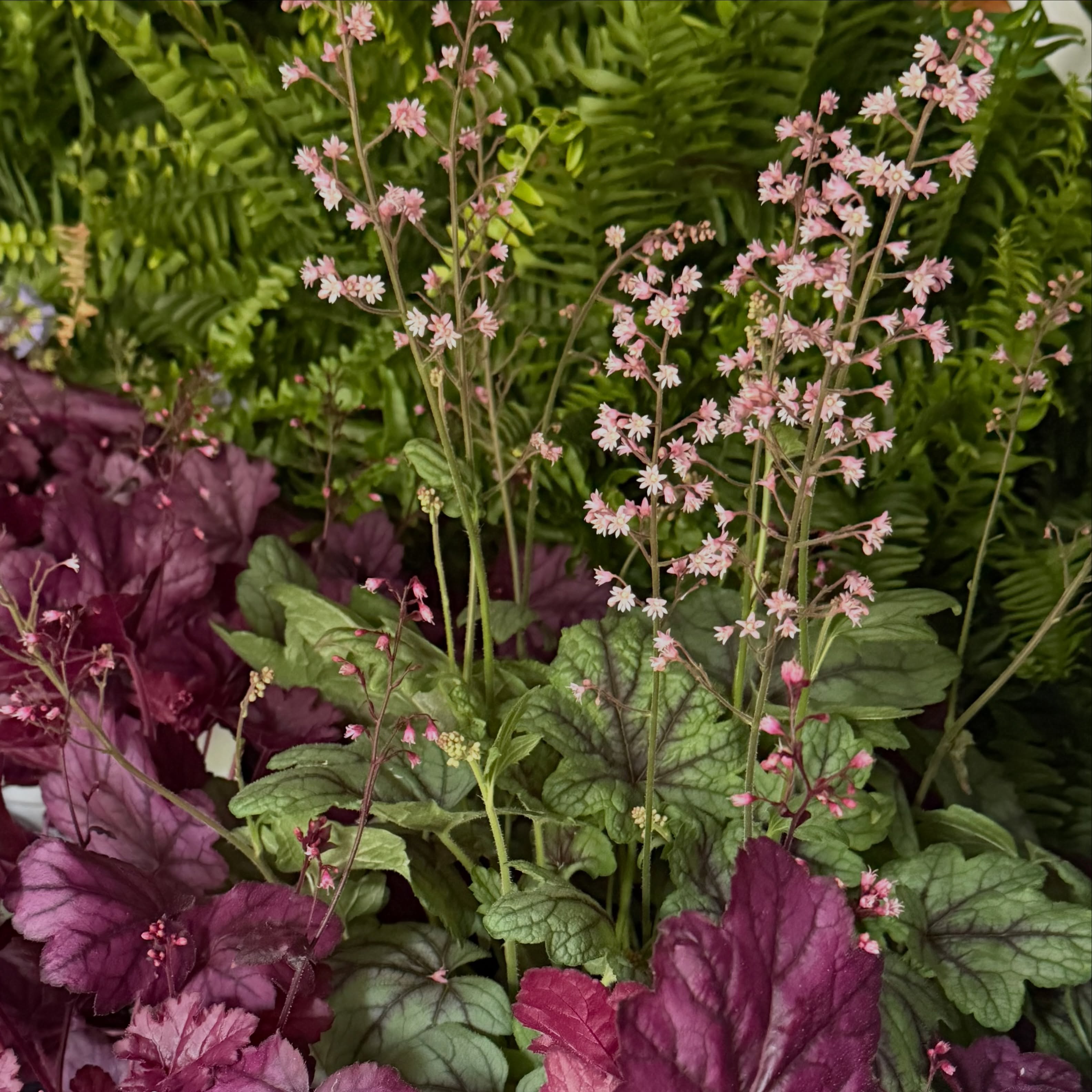 The palette for my spring pots this year. Give me all the coral bells! Thanks, @grafgrowers
